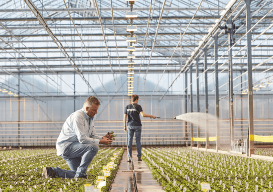 Young Plant Production