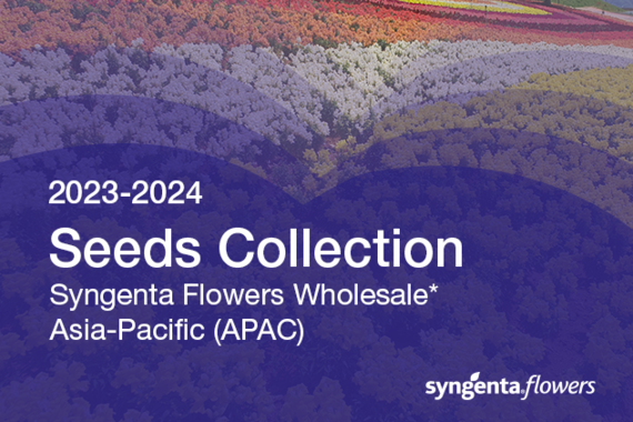 New Seeds Collection 2023-2024