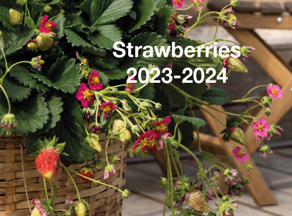 Strawberries 2023-2024