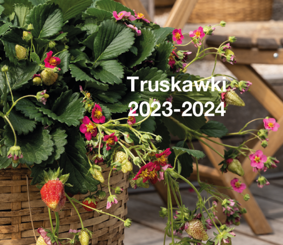 Strawberries 2023-2024